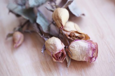 Güzel, pembe güller kurudu