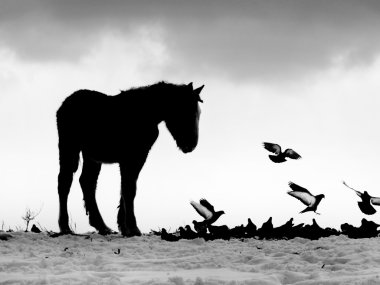Siyah ve beyaz Clydesdale at güvercinler ile karda