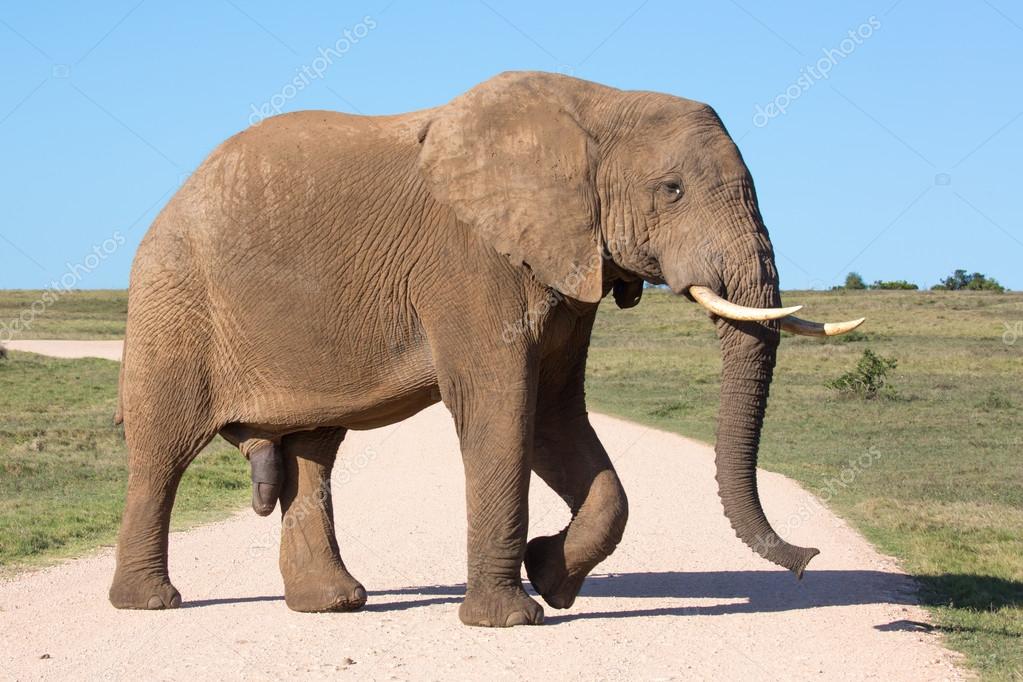 Big Male Elephant in African Landscape Stock Image - Image of