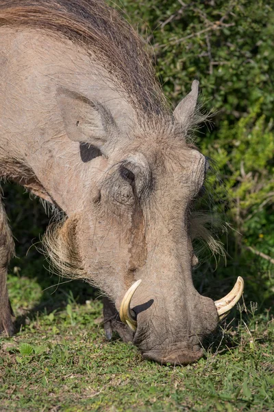 Warzenschwein mit scharfen Stoßzähnen und groben Körperhaaren — Stockfoto