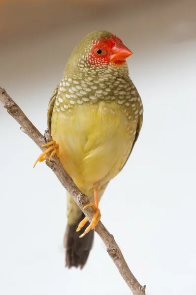 Pretty Star Finch from Australia — Stock Photo, Image