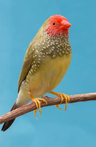 Pretty Star Finch from Australia — Stock Photo, Image