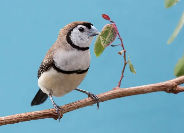 Ładny Sowa Finch z Australii — Zdjęcie stockowe