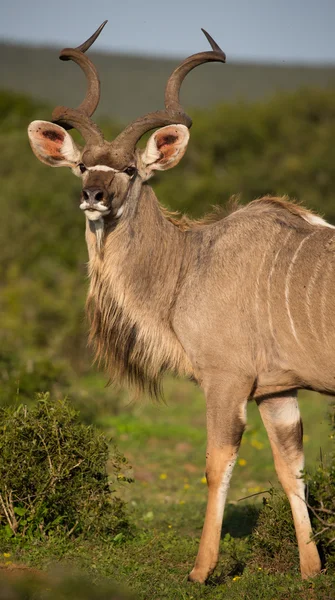 Antílope Kudu macho con cuernos largos — Foto de Stock