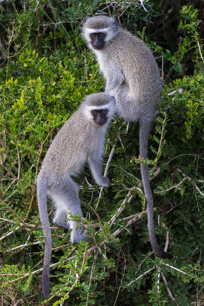 Vervet Monkey Amigos — Foto de Stock