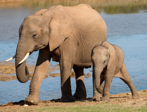 非洲大象妈妈和宝宝 — 图库照片