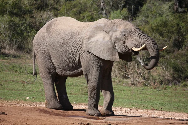 Grande elefante masculino bebendo — Fotografia de Stock