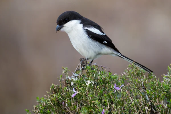 Fiskális gébics bird — Stock Fotó