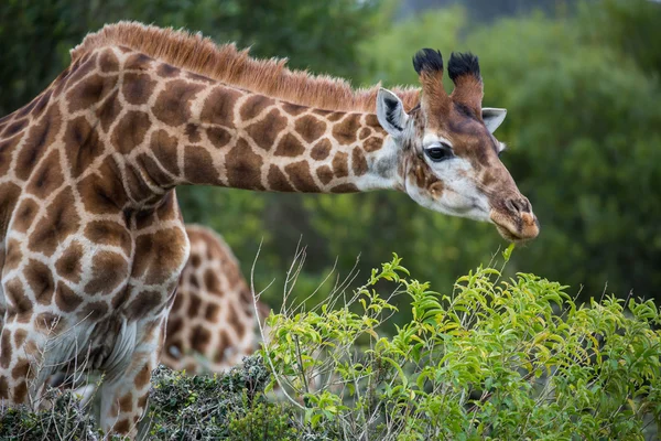 Giraffe eating leaves — Stock Photo, Image