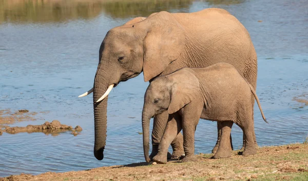 Afrikaanse olifanten moeder en Baby — Stockfoto