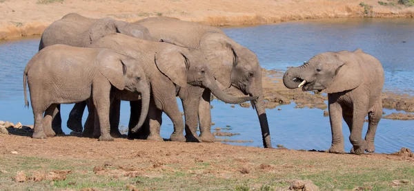 African Elephants Drinking Water — Stock Photo, Image