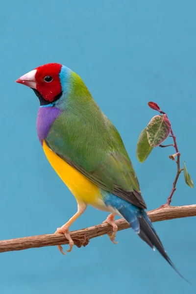 Pretty Gouldian Finch from Australia — Stock Photo, Image