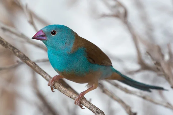 블루 Waxbill 핀치 새 — 스톡 사진