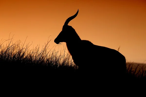 Silhouette dell'antilope — Foto Stock