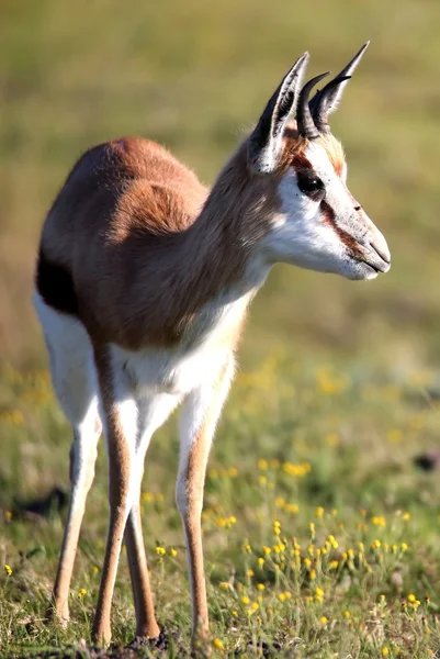 Springbuck antilop — Stok fotoğraf