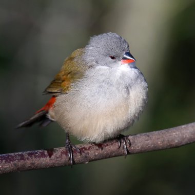 Kamil waxbill kuş