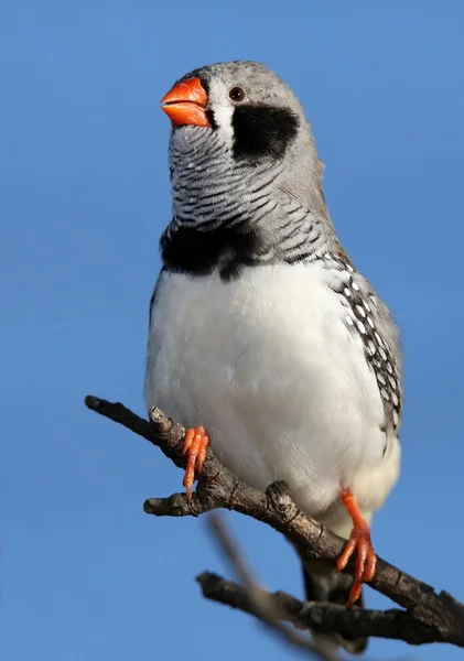 Variedade de Zebra Finch — Fotografia de Stock