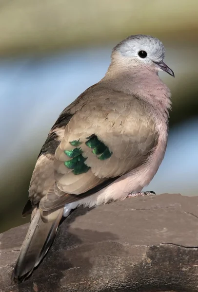 Taubenporträt — Stockfoto