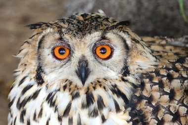 Cape kartal baykuş kuş