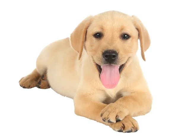 Bağdaş ile sevimli köpek yavrusu — Stok fotoğraf