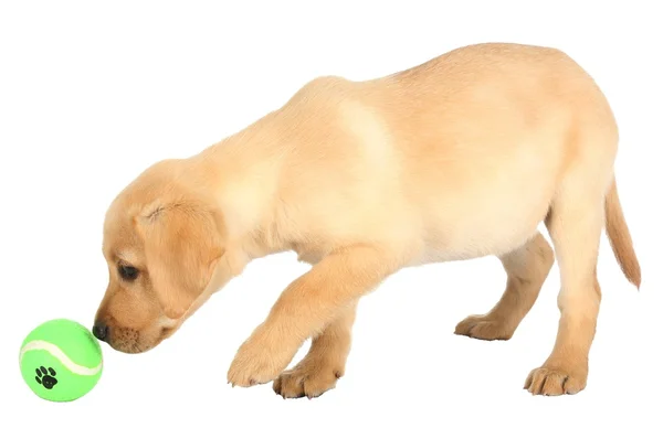 Adorable cachorro con una bola —  Fotos de Stock