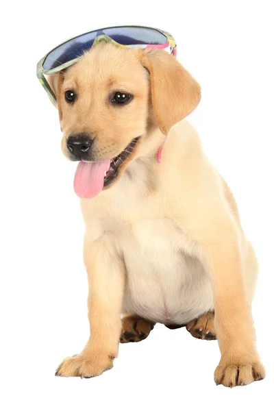 Schattig zomer Puppy — Stockfoto