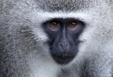 Vervet Monkey Portrait clipart