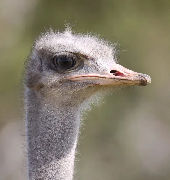 Vrouwelijke struisvogel portret — Stockfoto