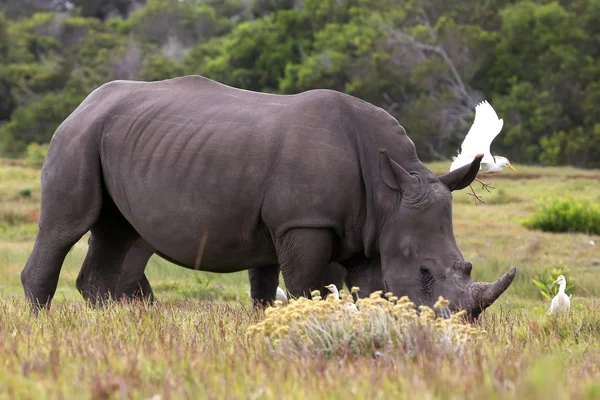 White Rhino and Egrets — Stock Photo, Image