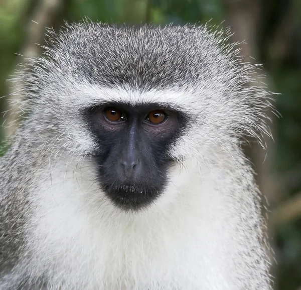 Vervet Monkey Portrait — Stock Photo, Image