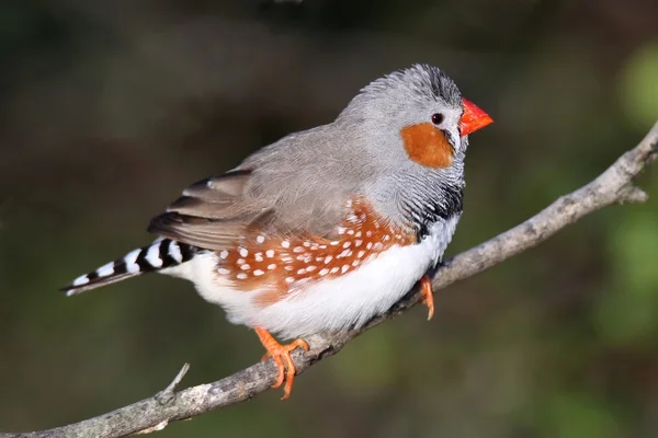 Zebra finch erkek — Stok fotoğraf