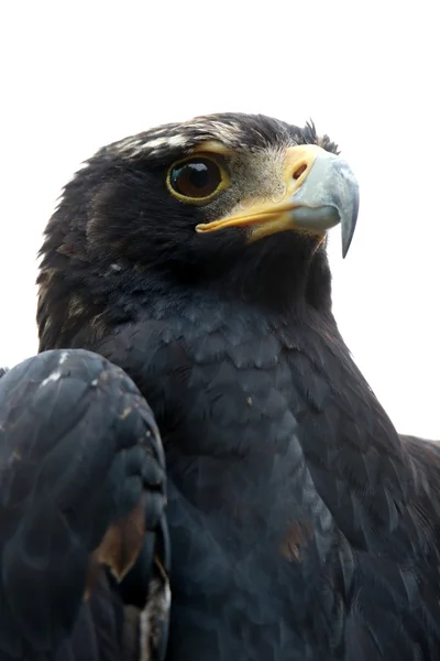 Černý Orel nebo si Verreauxem Eagle portrét — Stock fotografie