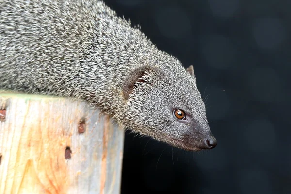 Сірий mongoose — стокове фото