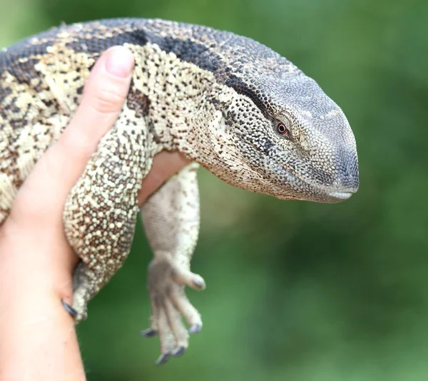 Leguaan eller vatten Monitor reptil — Stockfoto