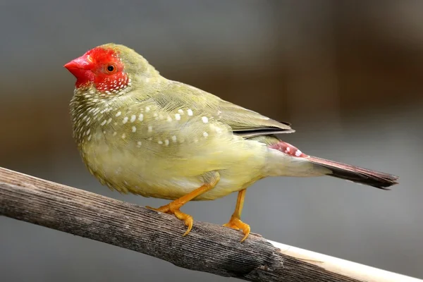 Male Star Finch Singing — Stock Photo, Image