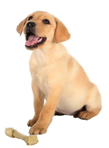 Glad labrador hundvalp — Stockfoto