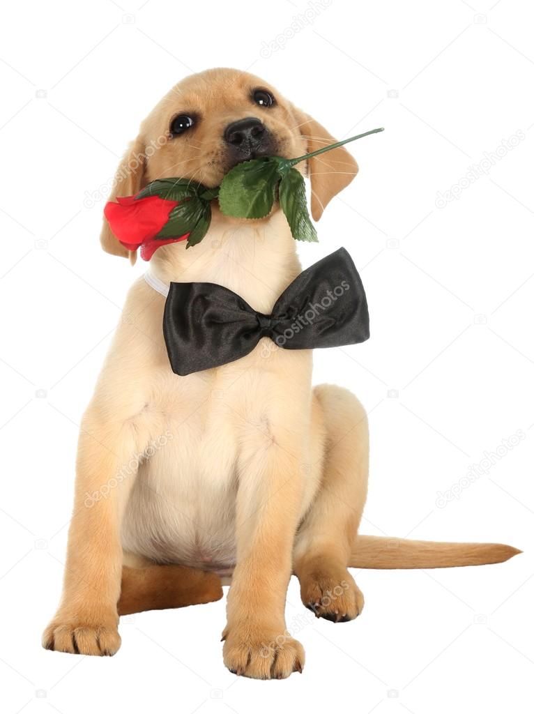 Cute Labrador Puppy with Rose