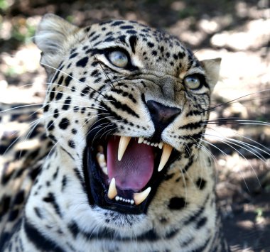 Büyük dişli hırıltılı leopar