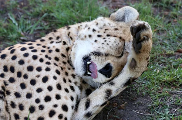 Cheetah vild katt med tass på huvud — Stockfoto