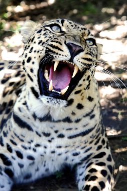 Büyük dişli hırıltılı leopar