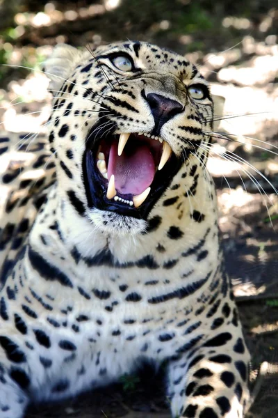 Snarling leopardo con dientes enormes — Foto de Stock