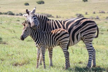 Baby Zebra and Mom clipart