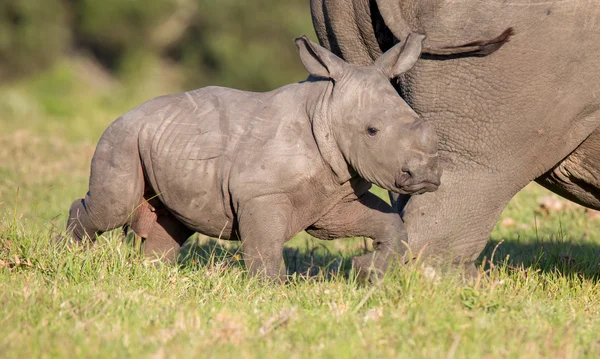 Симпатичный носорог — стоковое фото