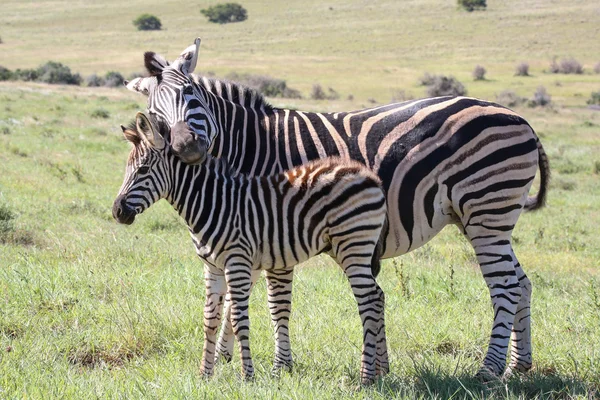 Zebra dziecko i mama — Zdjęcie stockowe