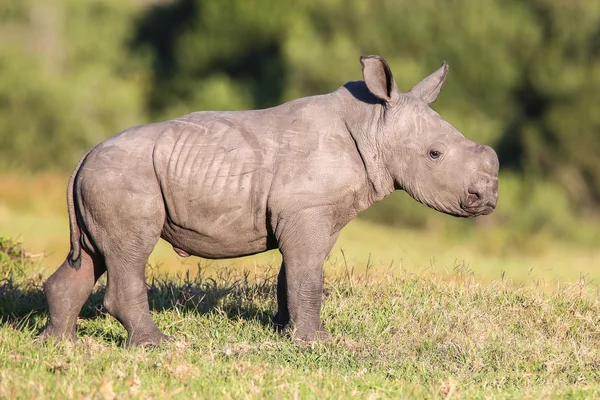 귀여운 아기 코뿔소 — 스톡 사진