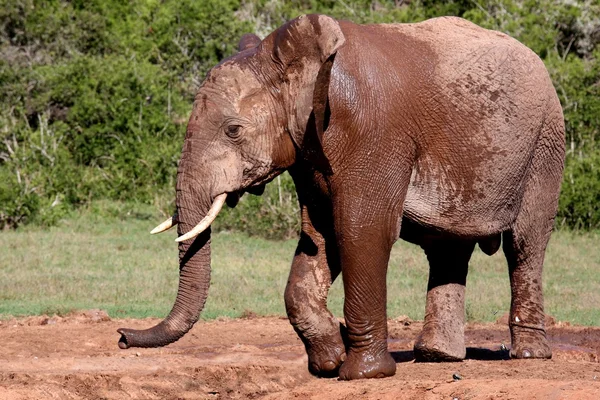 Slon africký muž — Stock fotografie