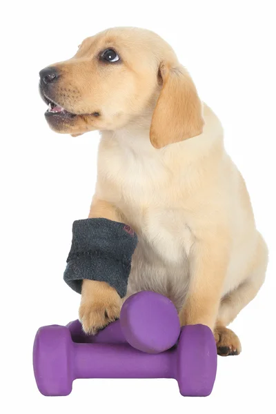 Cute Puppy koncepcja ćwiczeń — Zdjęcie stockowe
