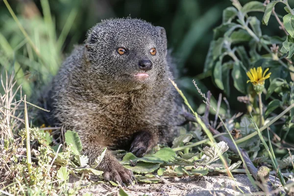 Grauer Mungo — Stockfoto