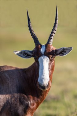 Bontebok Antelope clipart
