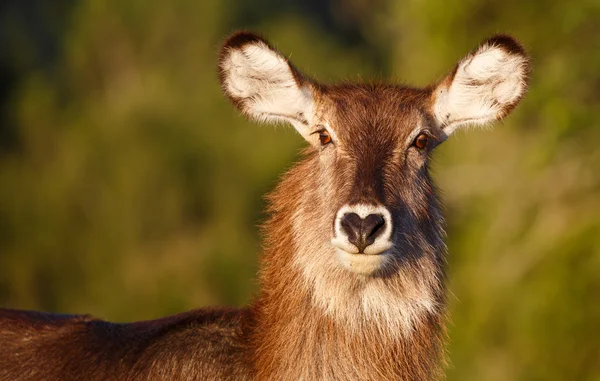 Porträt einer Wasserbockantilope — Stockfoto